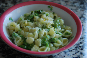 Seashell pasta with broccoli and cheese